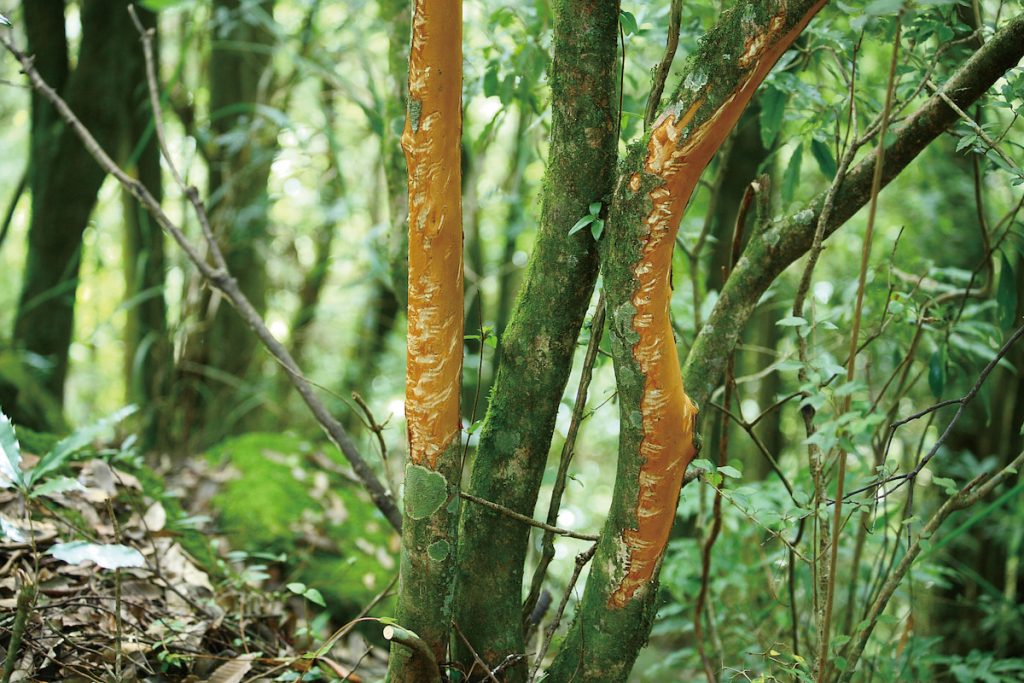 水鹿磨角在樹上留下的痕跡,屬於追蹤植物。