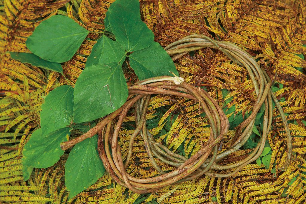 狩獵止血兩相宜的大葛藤。