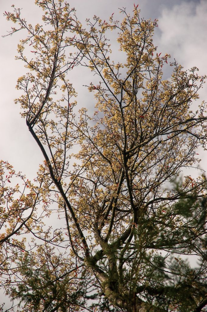 臺灣蘋果成熟時會吸引山豬取食。