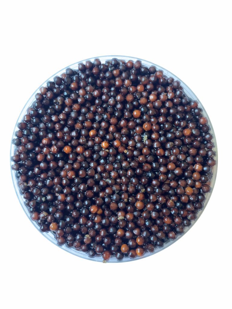 山胡椒種子。採收後，須儘速將果肉剝除，避免果實乾掉或發霉，導致種子失去活性。