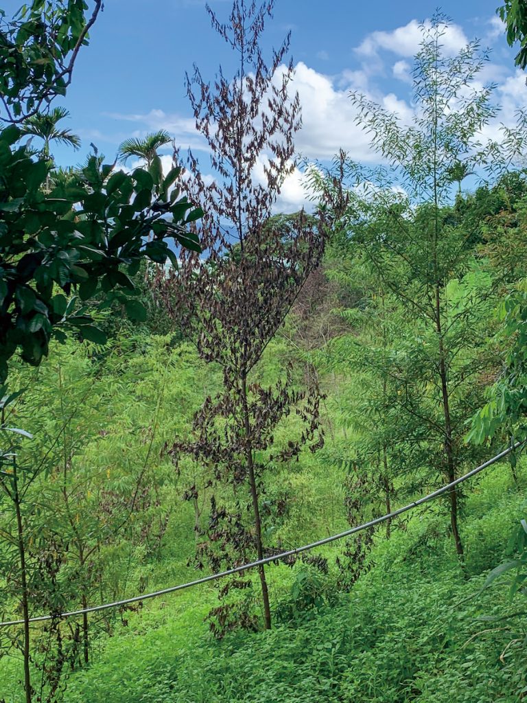 圖正中央遭Xylosandrus 屬小蠹蟲侵襲的山胡椒，整株乾枯死亡。