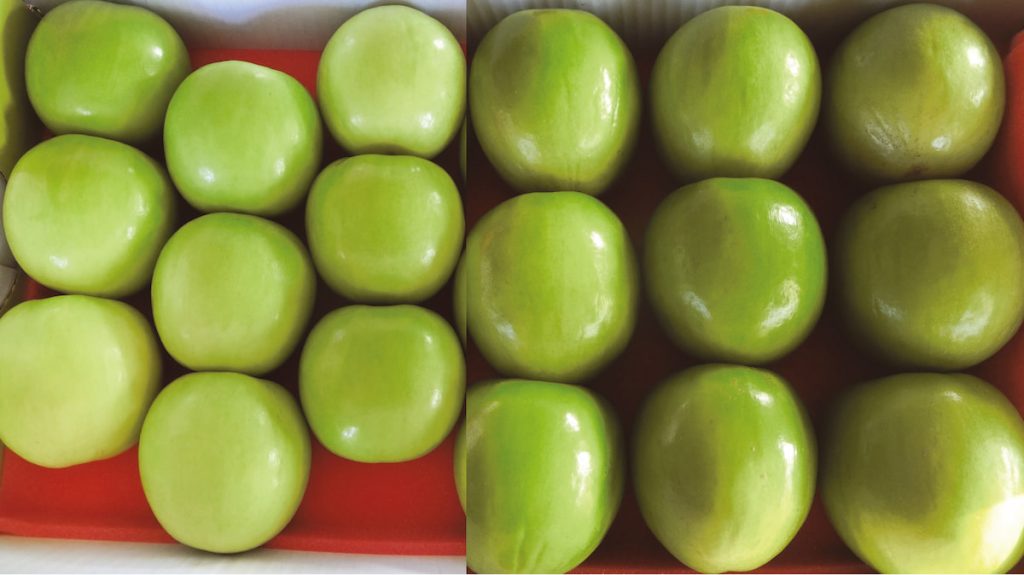 台農13號－雪麗（左）果品評鑑獲獎，且較其他品種（右）果實外觀雪白亮麗。