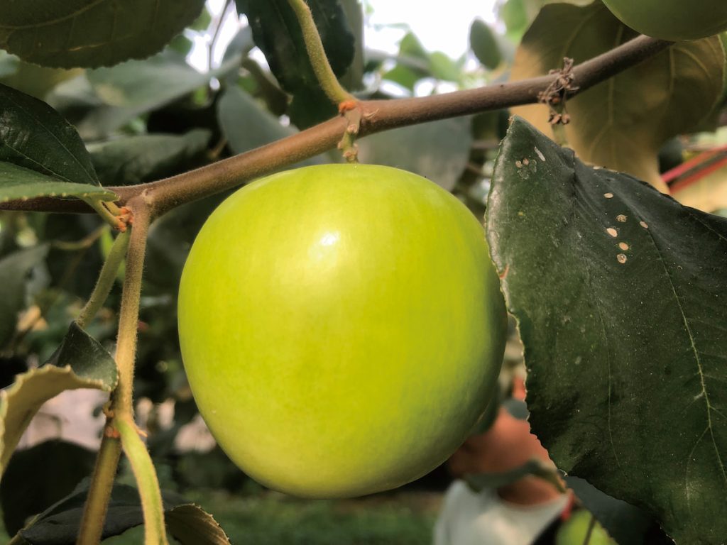 台農13號－雪麗於溫室設施內栽培果實特別亮麗。