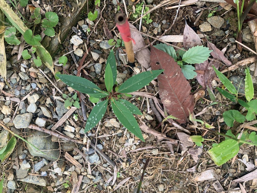 農友野採山胡椒苗移植後的生長情形。