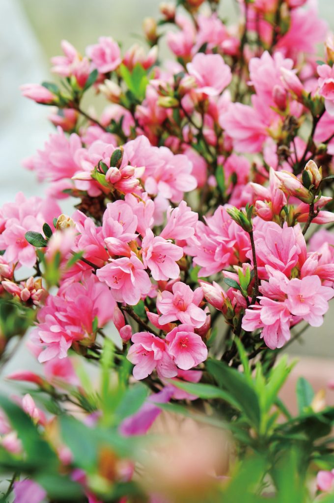 花朵與花瓣是常見杜鵑品中最小者、開花非常茂盛。