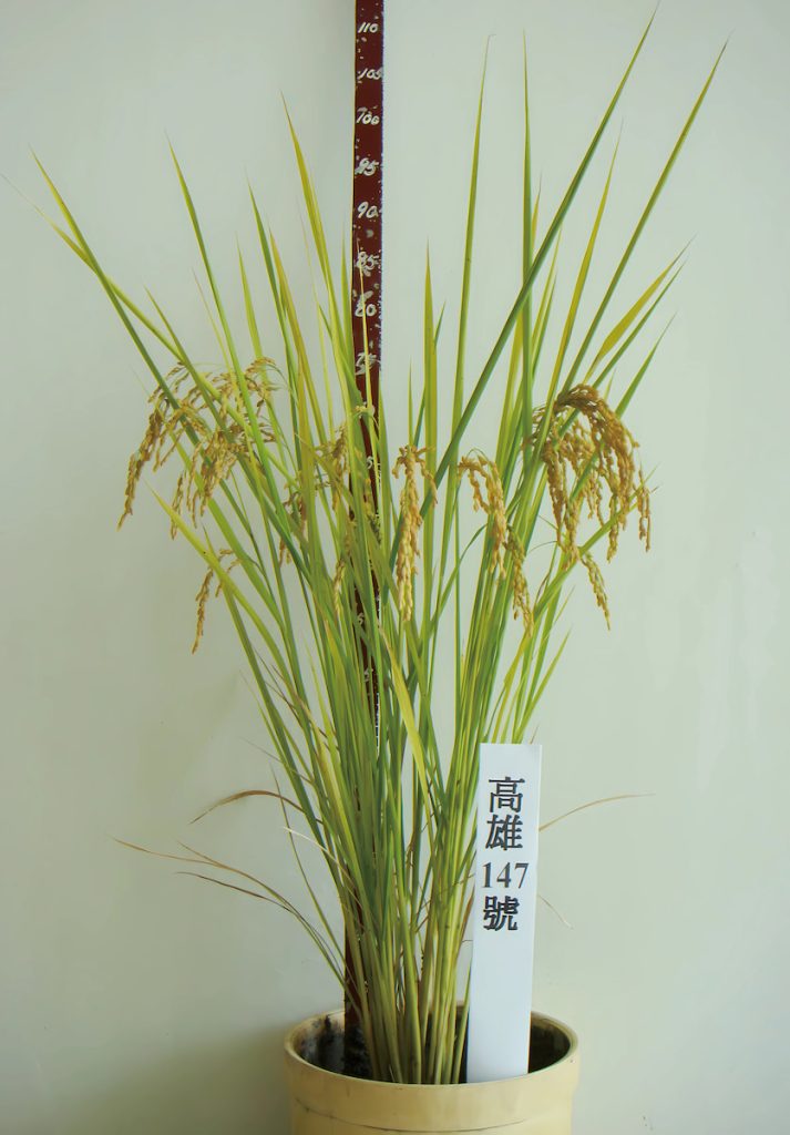 研究員透過育種,一路改善外觀、生育時間長,以及脫粒問題,才得到高雄147號。