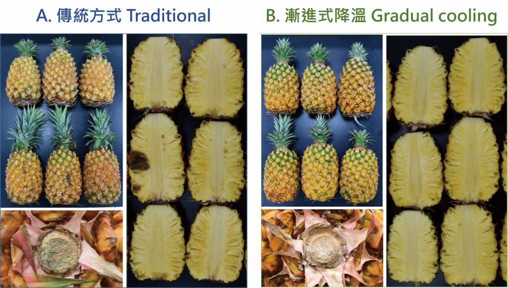 鳳梨果實以傳統方式與漸進式降溫策略於貯運後差異。(圖片提供╱農業部高雄區農業改良場)