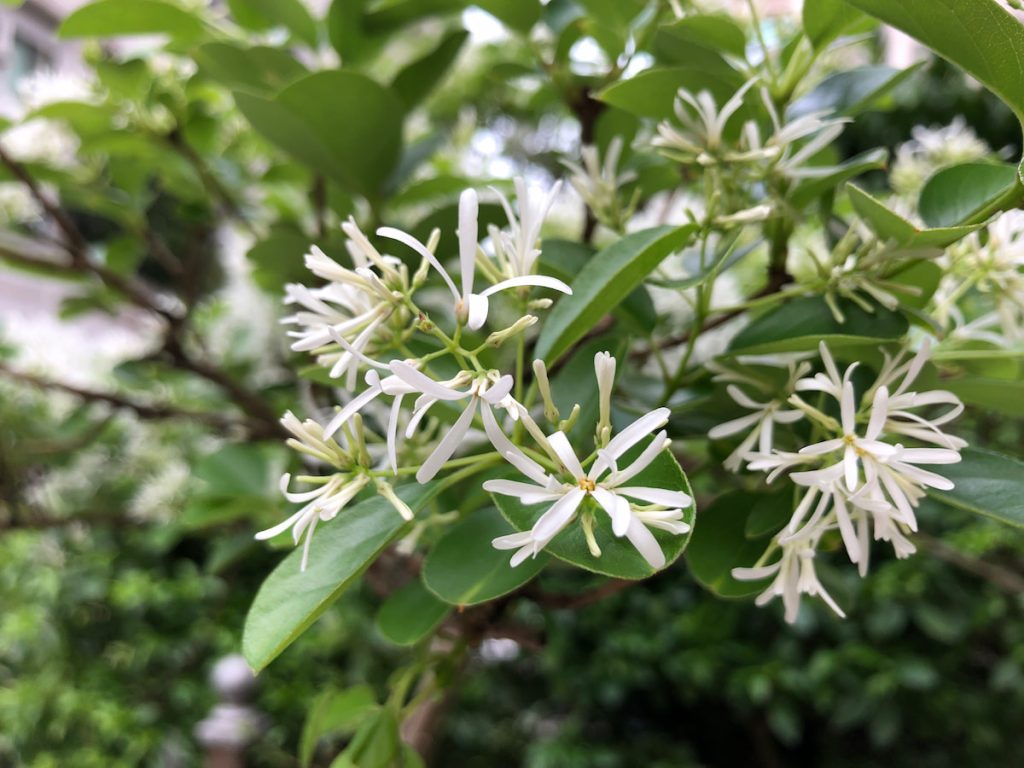 流蘇花瓣細長如絲帶,花蕊隱藏在深處。