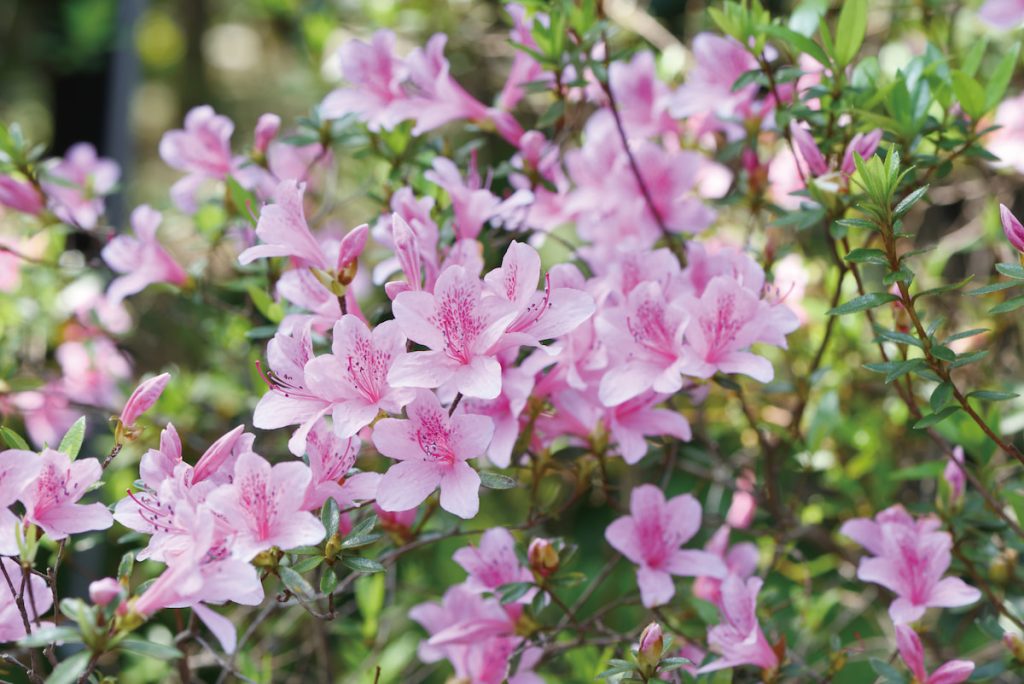 烏來杜鵑屬臺灣原生種杜鵑,花色清新可人,極為耐看。