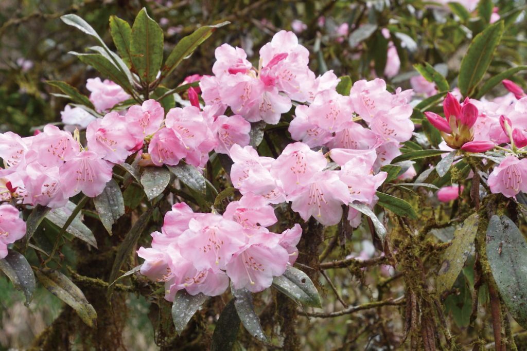 生長在中高海拔的玉山杜鵑是臺灣特有種,登山客經常追逐其美麗花海。