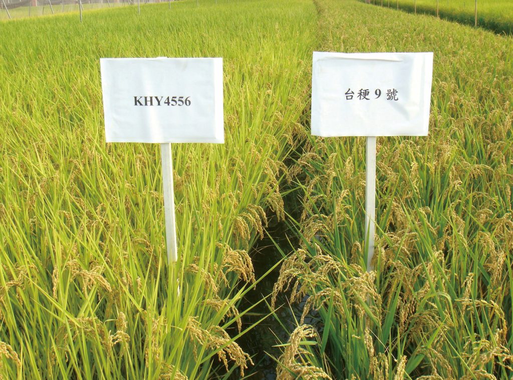 國內水稻育種為各改良場間合作又競爭的成果。