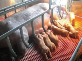 畜試紅豬母豬分娩。