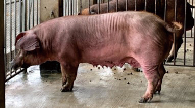 畜試紅豬母豬。