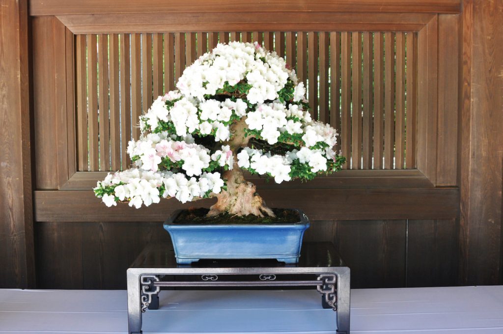 西洋白花杜鵑株型低矮緊密,花朵緻密,觀賞價值高。