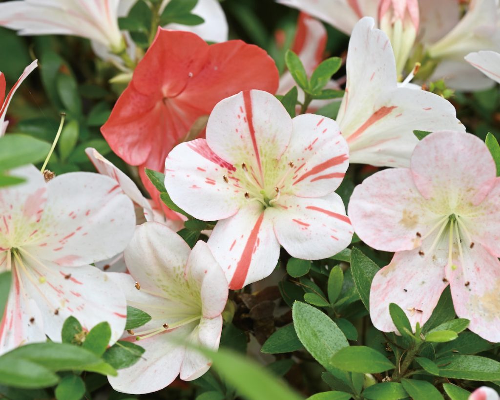 皋月杜鵑在同一株杜鵑可能開出不同花色,展現其趣味性。