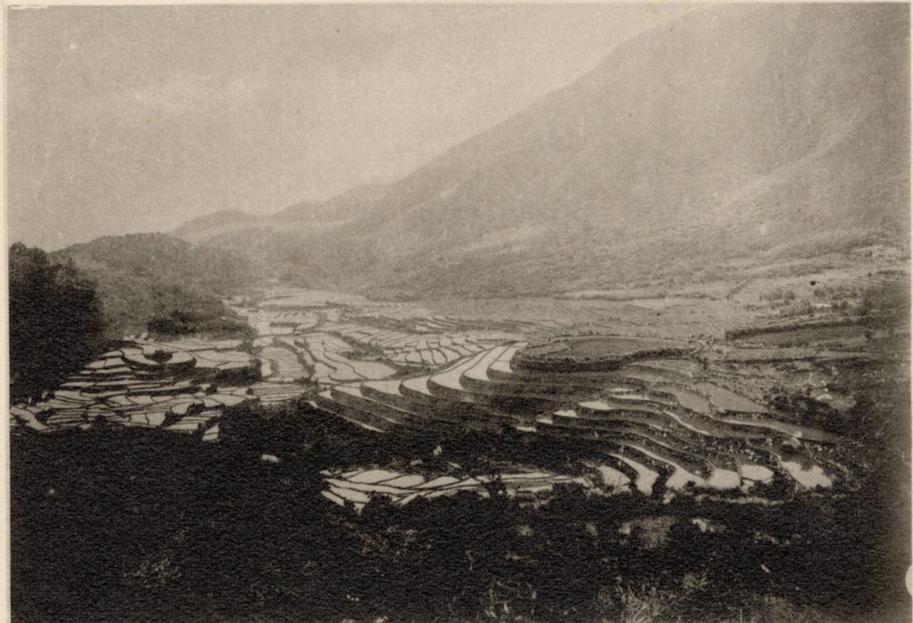 竹子湖蓬萊米原種田。(圖片提供/國立臺灣大學圖書館)