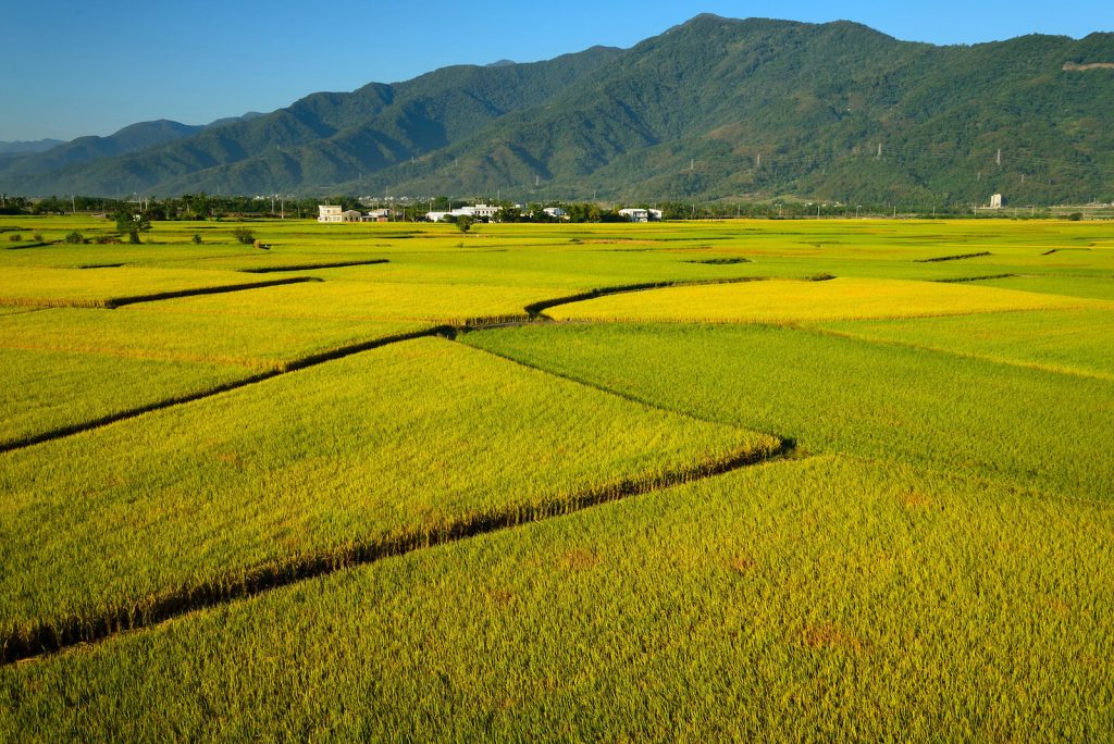 水稻是臺灣主要農作物之一，因應社會需求，其中蓬萊米品種更是多達上百種。（照片提供/數位島嶼陳其軒）