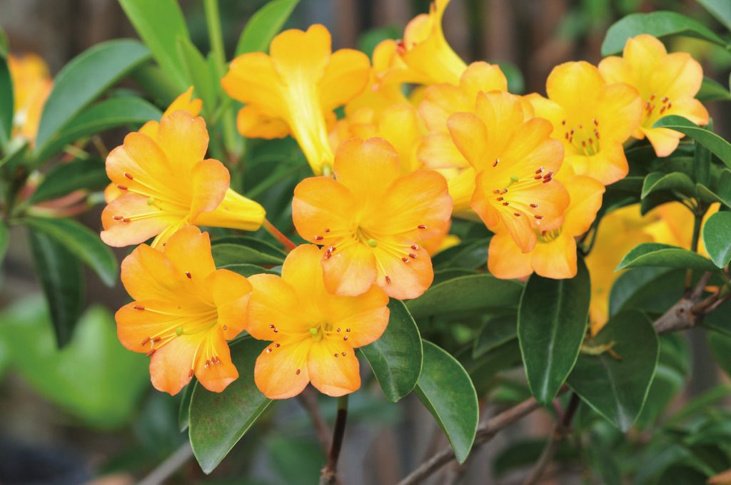 著生杜鵑植株光滑無毛,原生於熱帶雨林的樹上,具耐陰性,近年栽培逐漸普遍。