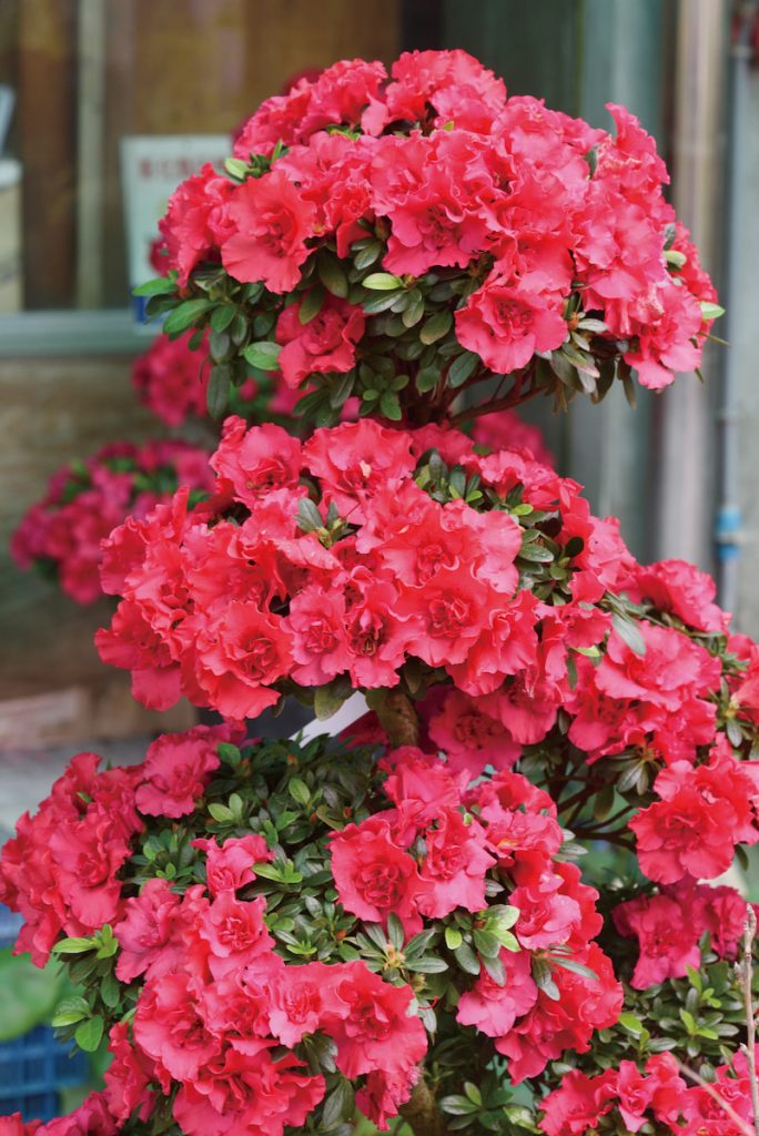 西洋杜鵑又稱玫瑰杜鵑,花多茂盛喜氣,很受市場歡迎。