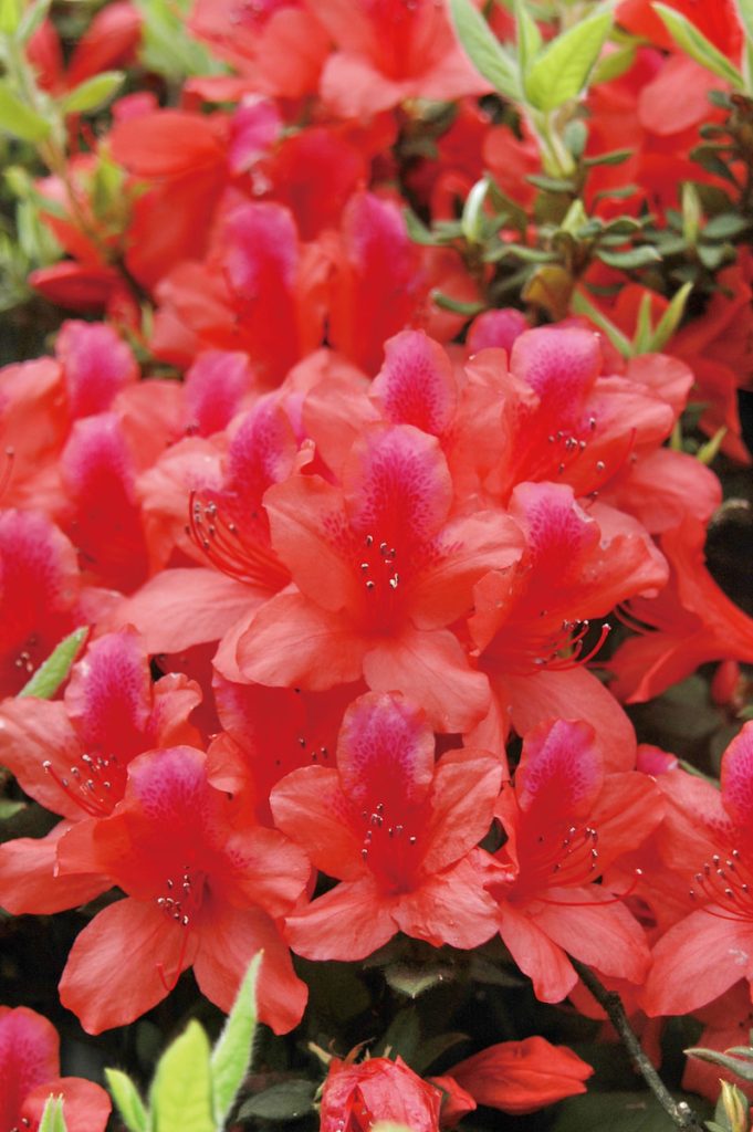 金毛杜鵑也是臺灣原生種杜鵑,花團錦簇熱情洋溢,因復育成功而常見於公園等地。