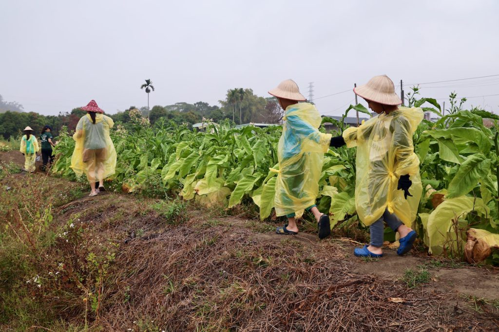穿上雨衣走入菸田，收穫去年親手種下的希望。