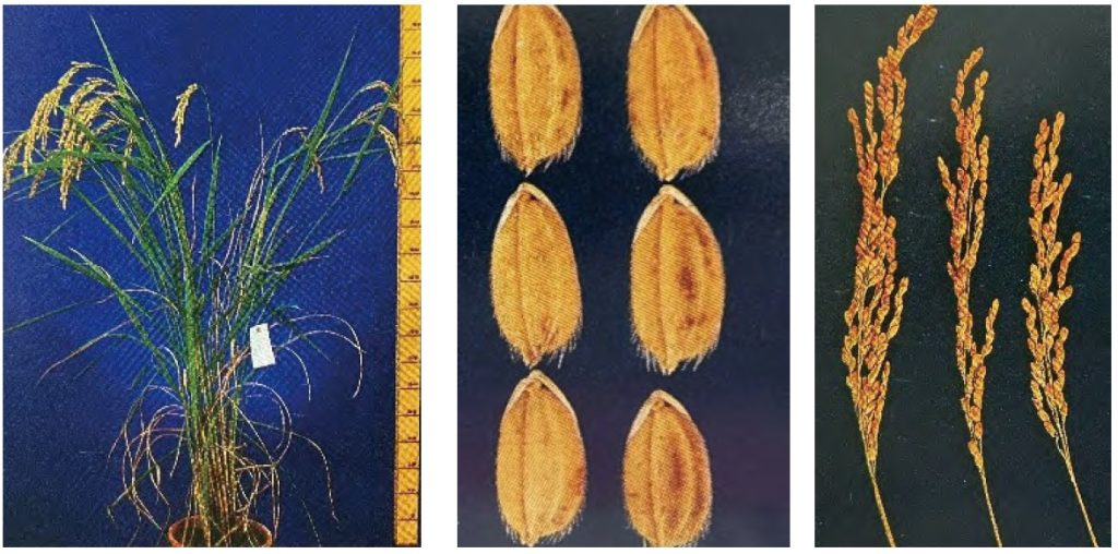 （圖片提供／臺南區農業改良場）