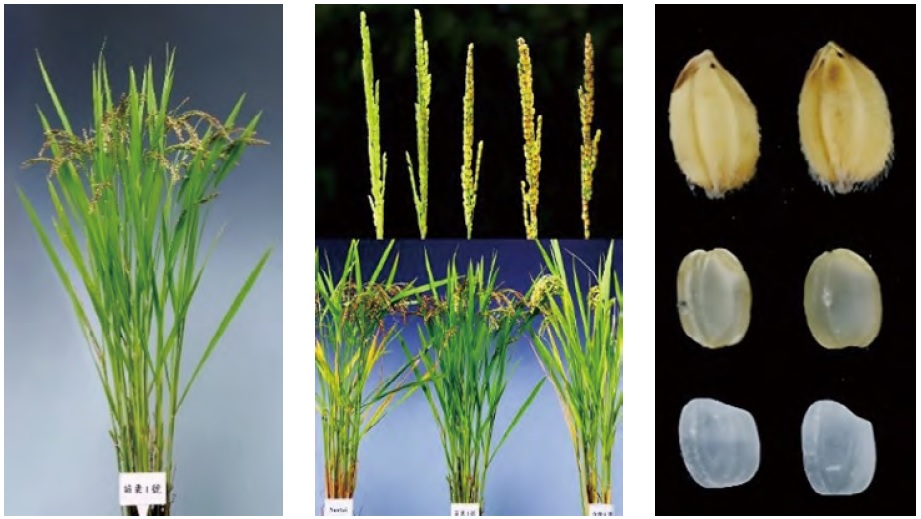 （圖片提供／高雄區農業改良場）