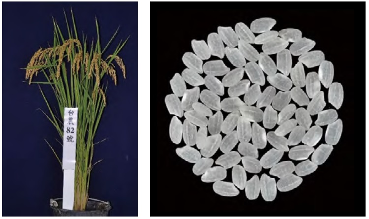 （圖片提供／農業試驗所嘉義分所）
