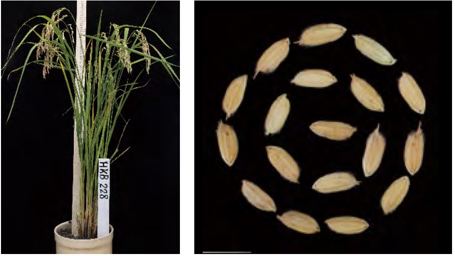 （圖片提供／花蓮區農業改良場）