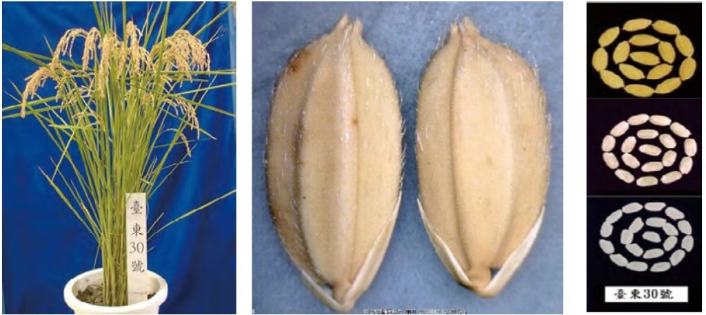 （圖片提供／臺東區農業改良場）