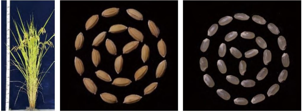 （圖片提供／農業試驗所）