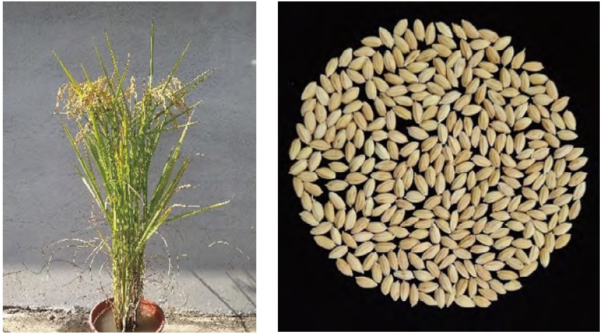 （圖片提供／桃園區農業改良場）