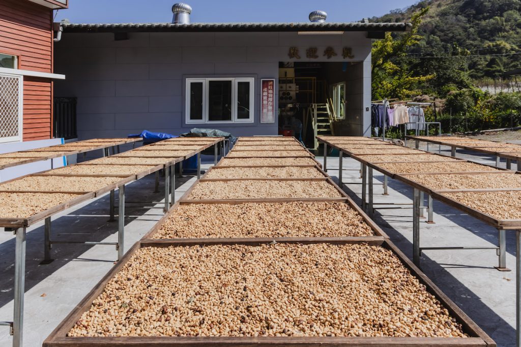 國姓產咖啡，冬春產季常見在日光充裕時曬豆。
