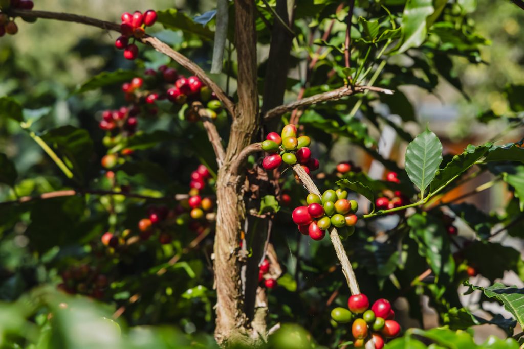 咖啡果實成串地簇擁，顏色漸從綠轉紅。