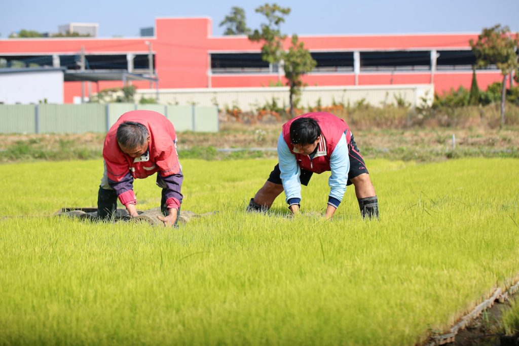 陳家成自水稻育苗場起家,起先種植慣行水稻,因身體不適才改種有機。