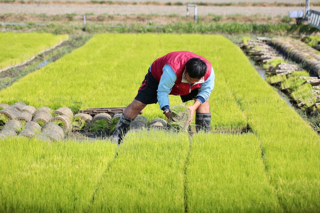 作為接棒的稻農,陳毅鴻選擇繼續專注生產,他堅信,好的品質是長久經營的基石。