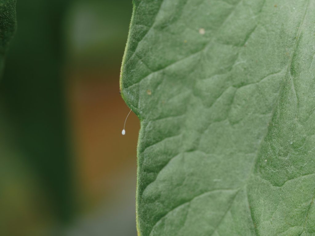 草蛉的卵基部有一條絲柄，藉此吊掛在植物的葉片或樹皮上。