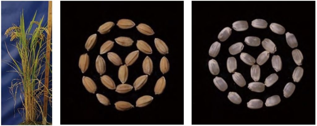 （圖片提供／農業試驗所）