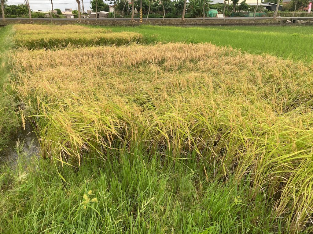 任永旭的原種田,有吉野1號等蓬萊米歷史品種。(圖片提供/任永旭)
