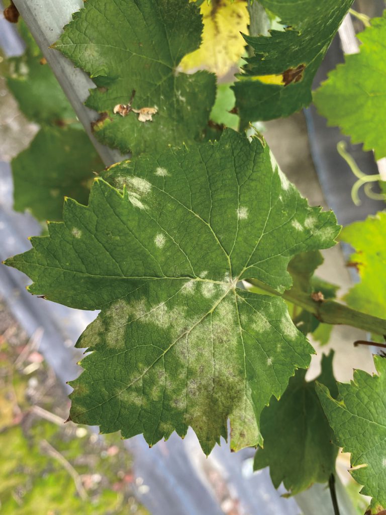 感染白粉病的葡萄葉片。白粉病是國內外常見的植物病害,也是UVC相關技術防治的重要目標。