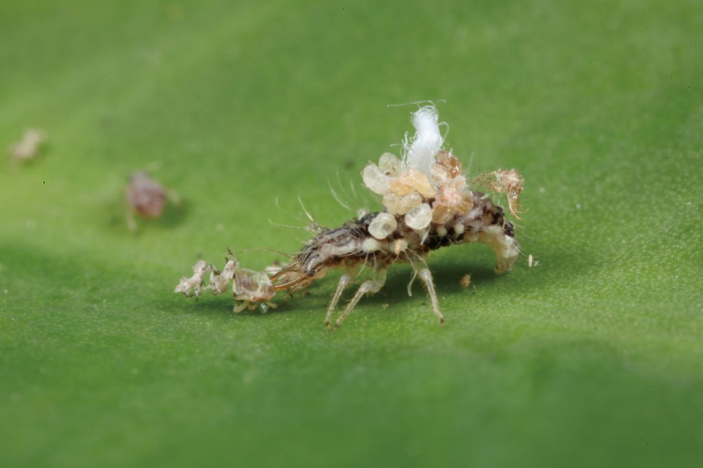 應用草蛉進行生物防治，以幼蟲階段為主。