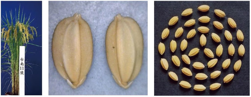 （圖片提供／臺南區農業改良場）