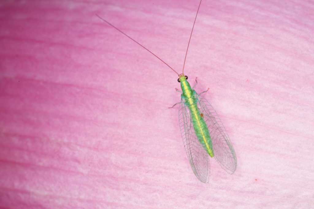 草蛉成蟲已不具捕食能力，在商業上的主要作用是生產後代。