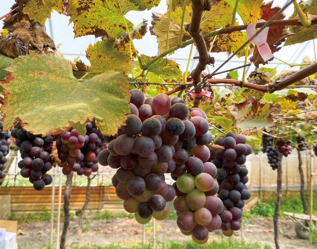 遭銹病感染成熟葉片的葡萄,影響果實轉色及品質,是臺中農改場希望透過光照防治技術因應的課題。