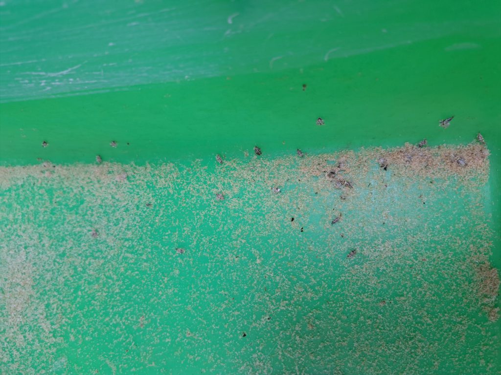 傳統草蛉量產以群體飼養，投入飼料、減少幼蟲攻擊同類風險，以及溫溼度控制是關鍵。