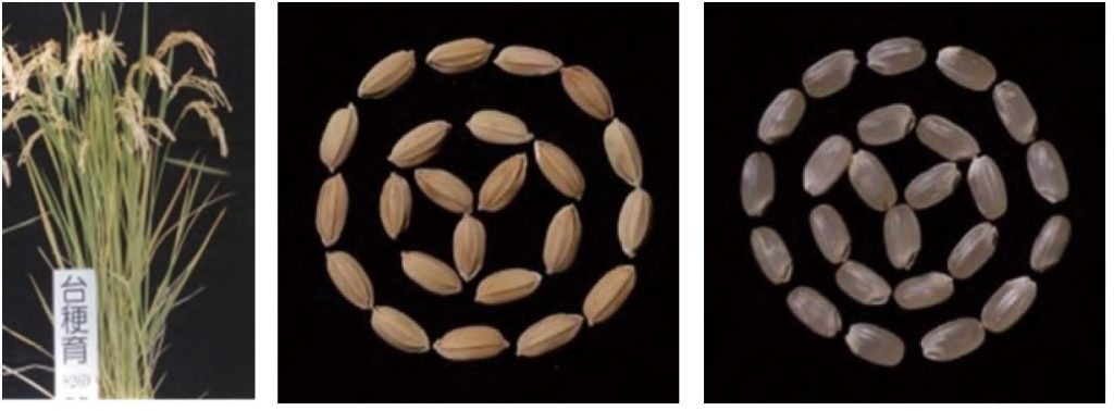 （圖片提供／臺中區農業改良場）