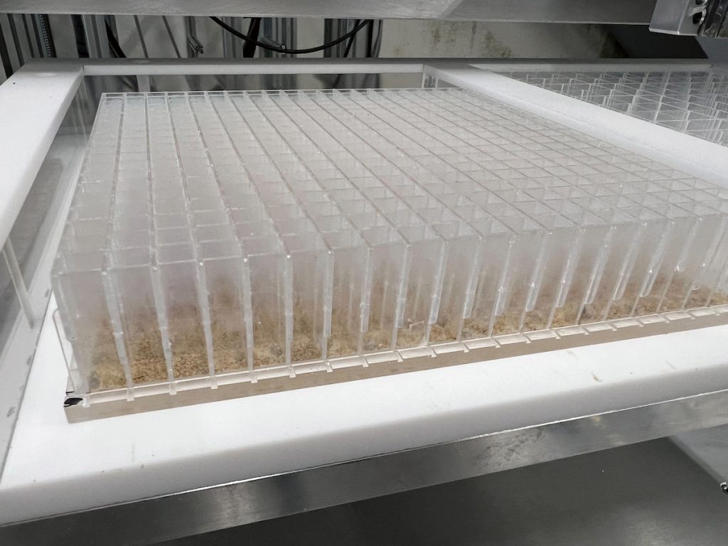 草蛉自動化生產系統以獨立孔盤飼養幼蟲，避免同類相食之外，也能控制、節省飼料與人力成本。