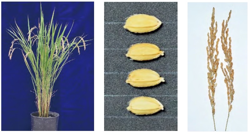 （圖片提供／臺南區農業改良場）