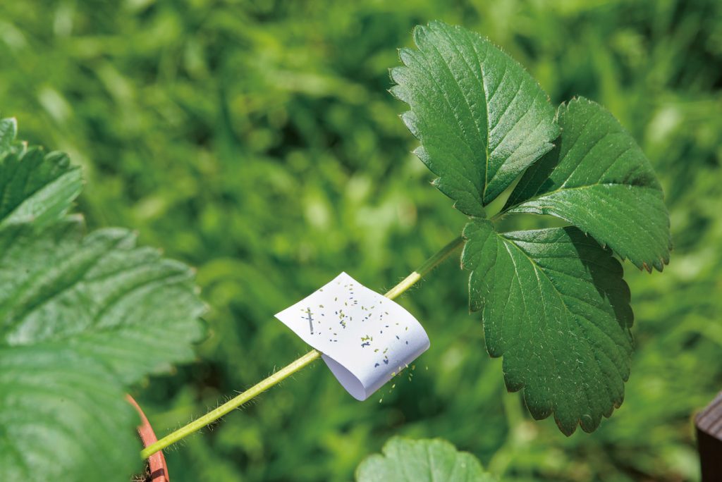 將草蛉卵片以訂書機固定在作物上，達到釋放作用。