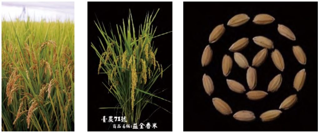 （圖片提供／農業試驗所）